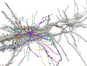 Image: Neuroscientists propose revolutionary DNA-based approach to map wiring of whole brain (Photo courtesy of Cold Spring Harbor Laboratory).